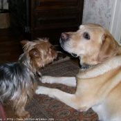 Photo de Labrador retriever