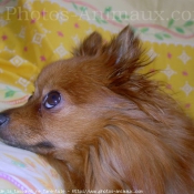 Photo de Spitz moyen