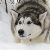 Photo de Husky siberien