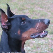 Photo de Dobermann