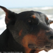 Photo de Dobermann