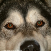 Photo de Malamute de l'alaska