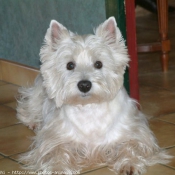 Photo de West highland white terrier