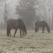 Photo de Races diffrentes