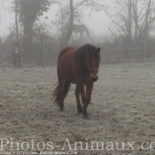 Photo de Races diffrentes