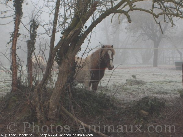 Photo de Shetland