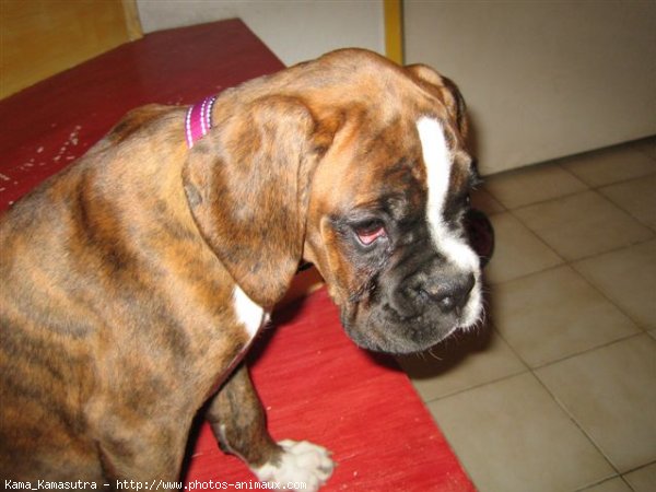 Photo de Boxer