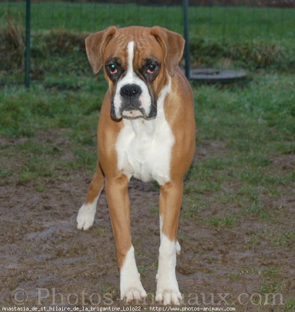 Photo de Boxer