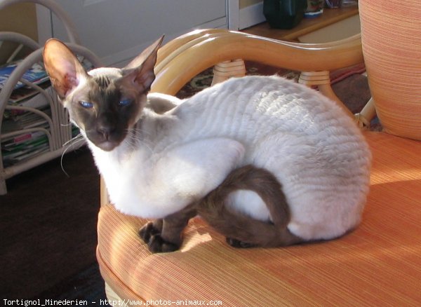 Photo de Cornish rex