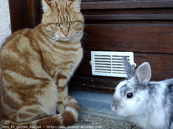 Photo de Races diffrentes