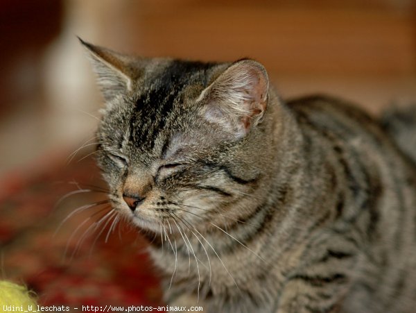 Photo de Chat domestique