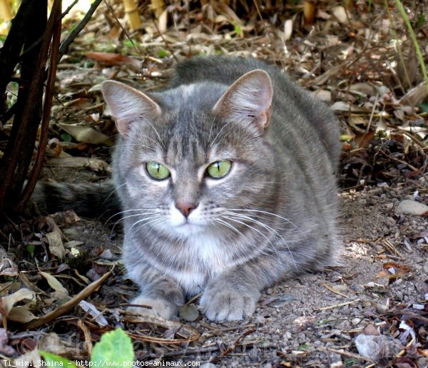 Photo de Chat domestique