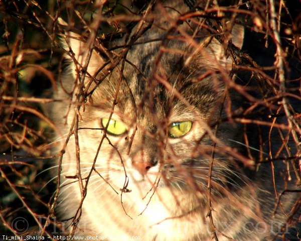 Photo de Chat domestique