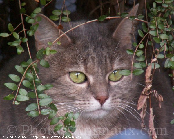 Photo de Chat domestique