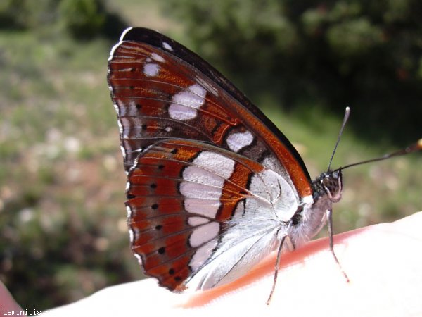 Photo de Papillon