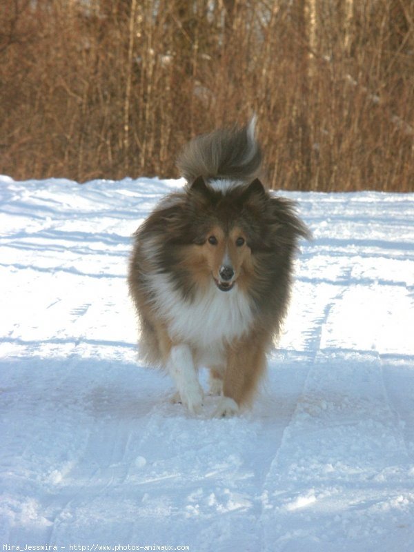 Photo de Chien de berger des shetland