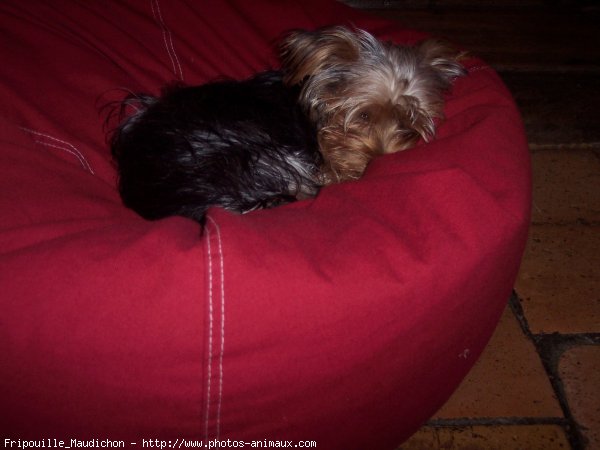 Photo de Yorkshire terrier