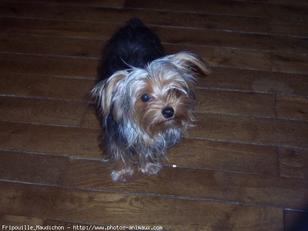 Photo de Yorkshire terrier