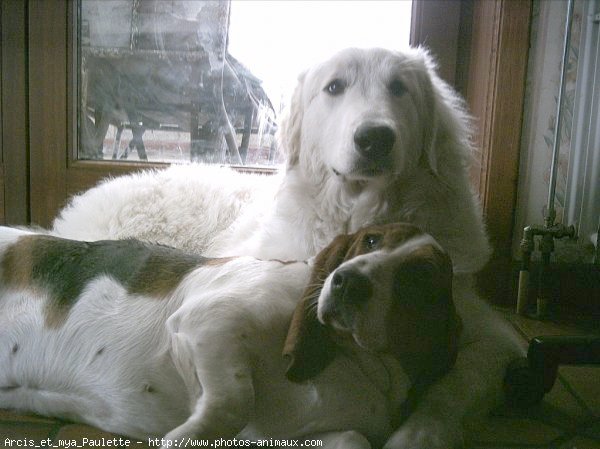 Photo de Chien de montagne des pyrnes