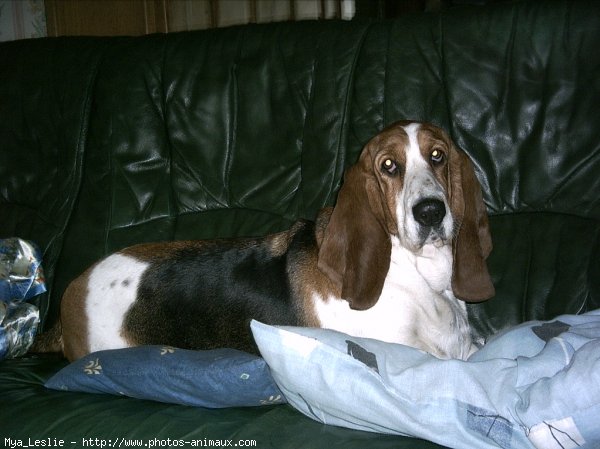 Photo de Basset hound