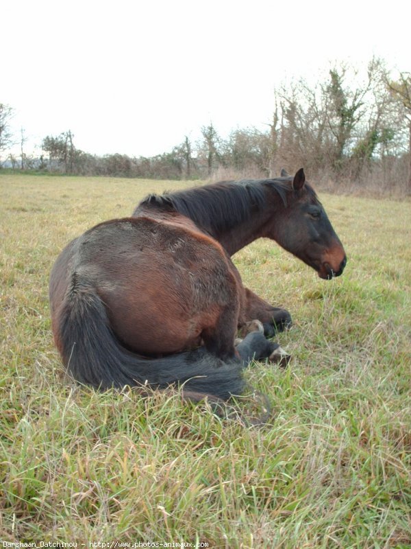 Photo de Selle franais