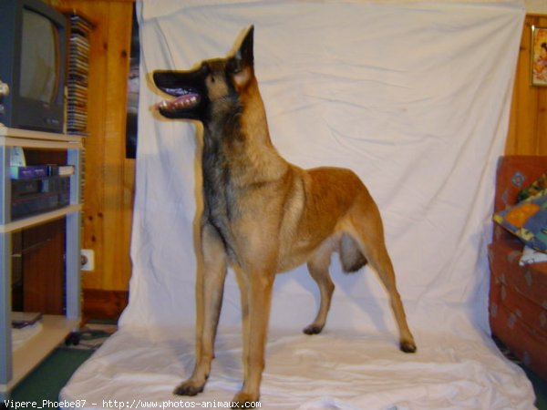 Photo de Berger belge malinois