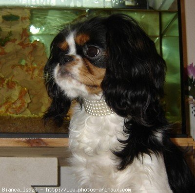 Photo de Cavalier king charles spaniel