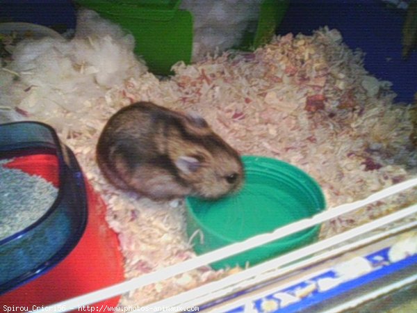 Photo de Hamster