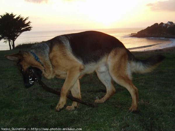 Photo de Berger allemand  poil court