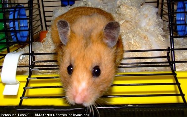 Photo de Hamster