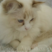 Photo de Ragdoll