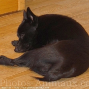 Photo de Schipperke