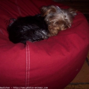 Photo de Yorkshire terrier