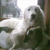 Photo de Chien de montagne des pyrnes