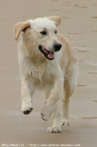 Photo de Golden retriever