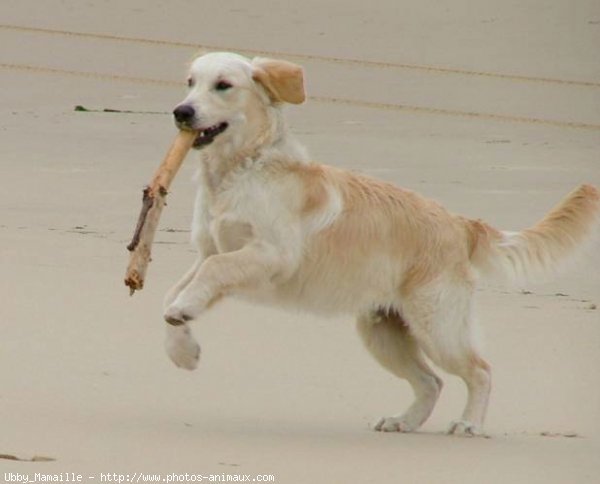 Photo de Golden retriever