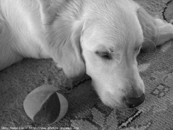 Photo de Golden retriever