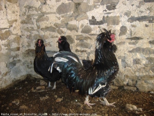 Photo de Poule