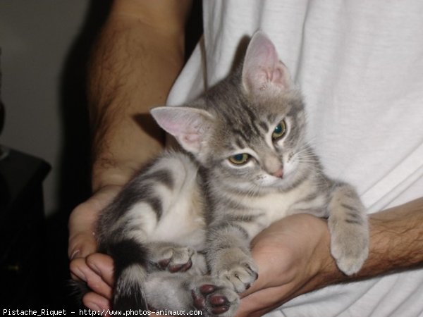 Photo de Chat domestique