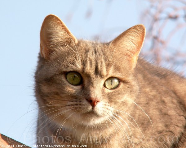 Photo de Chat domestique