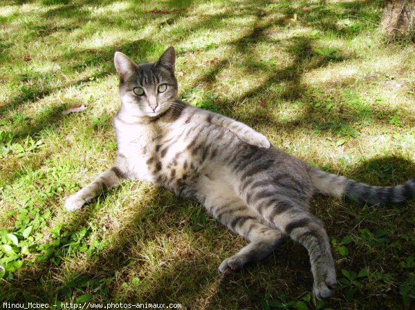 Photo de Chat domestique