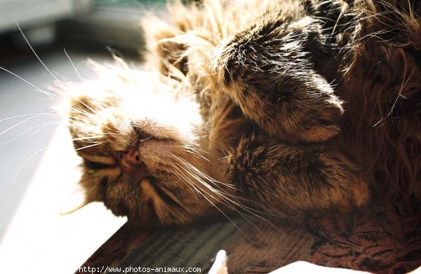 Photo de Chat domestique