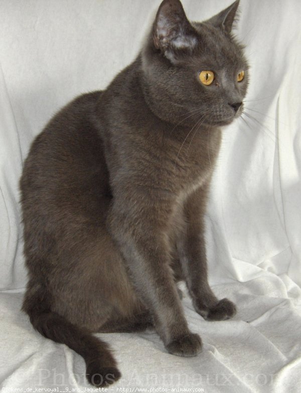 Photo de Chartreux