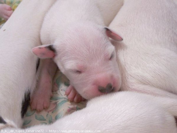 Photo de Dalmatien