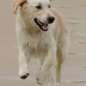 Photo de Golden retriever