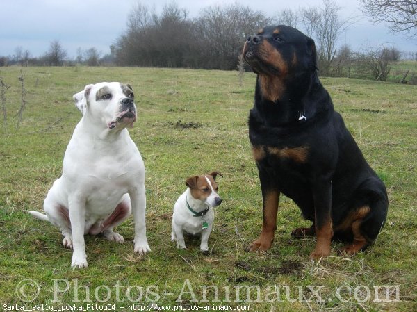 Photo de Races diffrentes