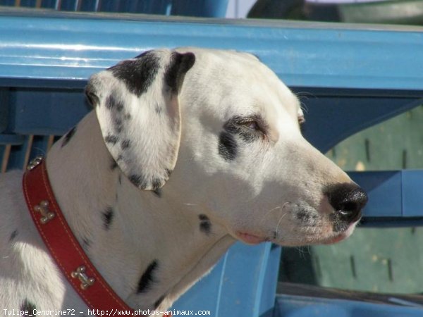 Photo de Dalmatien