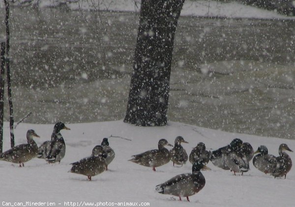 Photo de Canard