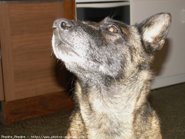 Photo de Berger belge malinois