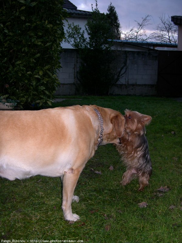 Photo de Labrador retriever